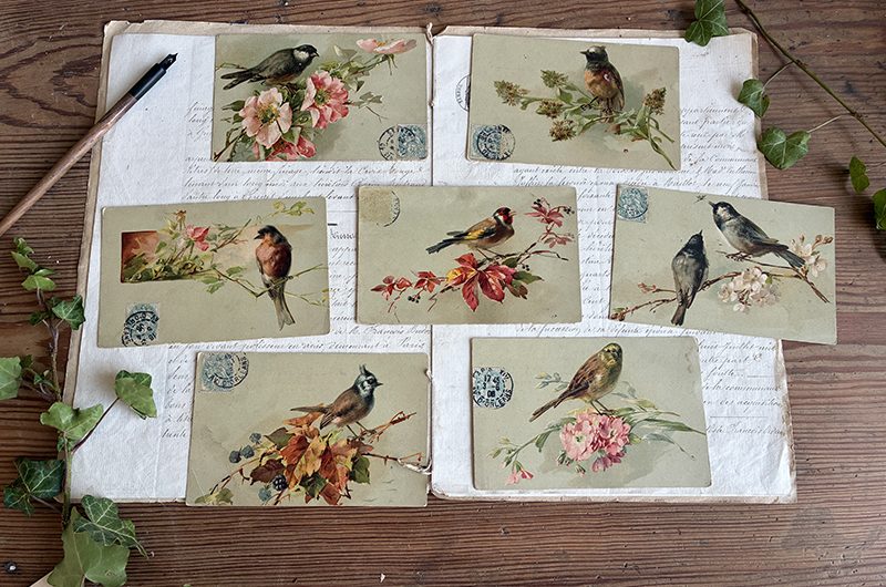 7 cartes oiseaux